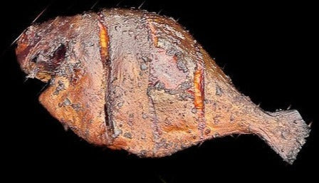 Pomfret